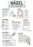 Vorschau - Arbeitsblätter - Lernplakat + Arbeitsblätter zum Thema "Nagel (Körperteil)" (Lückentext, Hörverstehen) + Lösung & MP3 + Mindmap + Infografik - Deckblatt