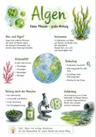 Vorschau - Arbeitsblätter - Lernposter + Arbeitsblätter zum Thema "Algen" + Lösung & MP3 + Mindmap + Infografiken - Deckblatt