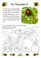 Vorschau - Unterrichtsreihen - Alles rund um den Marienkäfer Wissens- und Mitmachheft (Kita - 1. Klasse) - Seite 1