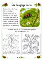 Vorschau - Unterrichtsreihen - Alles rund um den Marienkäfer Wissens- und Mitmachheft (Kita - 1. Klasse) - Seite 3