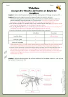 Vorschau - Arbeitsblätter - Der Körperbau der Insekten - Seite 3