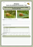 Vorschau - Arbeitsblätter - Mystery: Die auffällige Bernsteinschnecke | Parasitismus - Seite 2