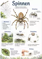 Vorschau - Arbeitsblätter - Lernposter + Arbeitsblätter zum Thema "Spinnentiere" + Lösung & MP3 + Mindmap + Infografik - Deckblatt