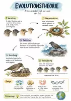 Vorschau - Arbeitsblätter - Lernposter + Arbeitsblatt zum Thema "Evolution" + Onlineübung & MP3 + Mindmap + Infografiken - Deckblatt