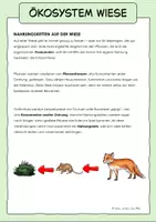 Vorschau - Arbeitsblätter - Ökosystem Wiese - Seite 2