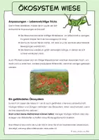 Vorschau - Arbeitsblätter - Ökosystem Wiese - Seite 3