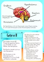Vorschau - Arbeitsblätter - Gehirn des Menschen Wissenskartei - Seite 3