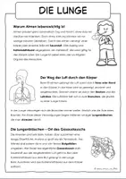 Vorschau - Arbeitsblätter - Atmung des Menschen Arbeitsblätter - Seite 3