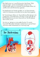 Vorschau - Arbeitsblätter - Blutkreislauf Wissenskartei - Seite 3
