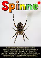 Vorschau - Arbeitsblätter - Spinnen & Kreuzspinnen Materialpaket - Seite 1