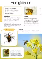 Vorschau - Arbeitsblätter - Honigbienen , Wildbienen & Bienen - Seite 3