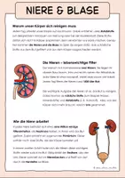 Vorschau - Arbeitsblätter - Organe des Menschen Klasse 4–6 – Materialpaket Sachunterricht & Biologie – Herz, Lunge, Gehirn, Magen, Darm & weitere Organe – Aufbau & Funktionen – Arbeitsblätter, Sachtexte & Lernmaterial - Seite 2