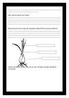 Vorschau - Arbeitsblätter - Alles rund um die Tulpe - mit Lösung und Steckbrief - Seite 3