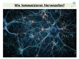 Vorschau - Stundenentwürfe - Synapse – Aufbau, Funktion & Signalübertragung | Curare-Rätsel mit Arbeitsblatt, Präsentation & Lösungen Sek II - Seite 2