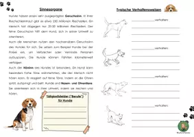 Vorschau - Arbeitsblätter - Der Hund - Körperbau, Domestikation vom Wolf, Verhaltensweisen, Tätigkeitstiere, Merkmale Wirbeltier - Seite 1