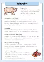 Vorschau - Merkblätter - Nutztiere, Tierschutz & artgerechte Haltung - Seite 3