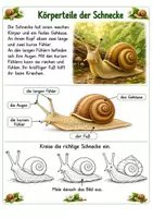 Vorschau - Arbeitsblätter - Alles rund um die Schnecke – Wissens- und Mitmachheft (Kita – 1. Klasse) - Seite 2