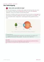 Vorschau - Merkblätter - Das Auge – Biologie Lernheft Aufbau & Sehen - Seite 3