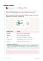 Vorschau - Arbeitsblätter - Das Nervensystem – Lernheft Biologie - Seite 3