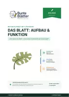 Vorschau - Stundenentwürfe - Biologie: Das Blatt - Querschnitt - Klasse 5/6 - Deckblatt