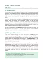 Vorschau - Stundenentwürfe - Biologie: Das Blatt - Querschnitt - Klasse 5/6 - Seite 2