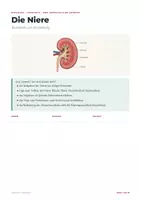 Vorschau - Arbeitsblätter - Die Niere – Lernheft Biologie Harnbildung - Seite 1