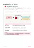 Vorschau - Arbeitsblätter - Die Niere – Lernheft Biologie Harnbildung - Seite 2