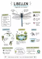Vorschau - Arbeitsblätter - Lernposter + Arbeitsblätter zum Thema "Libellen" + Lösung & MP3 + Mindmap + Infografik - Deckblatt
