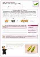 Vorschau - Arbeitsblätter - Genetik: Gregor Mendel, seine Erbsen und seine Regeln - Seite 3