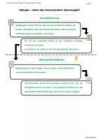 Vorschau - Arbeitsblätter - Allergie - Darstellung der Phasen auf Zellebene (inkl. Lösung) - Seite 3