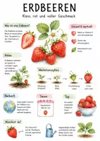 Vorschau - Arbeitsblätter - Lernposter + AB mit Fragen zum Thema "Erdbeeren" + Lösungsblatt + Mindmap + Infografik - Deckblatt