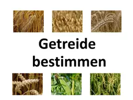 Vorschau - Spiele - Getreide bestimmen: Powerpoint Quiz und große Bildkarten - Deckblatt