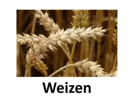 Vorschau - Spiele - Getreide bestimmen: Powerpoint Quiz und große Bildkarten - Seite 3