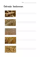 Vorschau - Arbeitsblätter - Kombipaket: Getreide bestimmen: Powerpoint, große Bildkarten, Arbeitsblatt, Faltbuch und Brot Rezept - Deckblatt