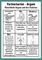 Vorschau - Spiele - Organe des Menschen Partnerkarten aus der Griffelkiste - Seite 3
