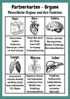 Vorschau - Spiele - Organe des Menschen Partnerkarten aus der Griffelkiste - Seite 2
