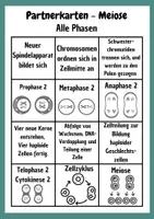 Vorschau - Spiele - Meiose Partnerkarten aus der Griffelkiste - Seite 2