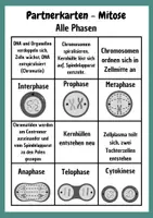 Vorschau - Spiele - Mitose Partnerkarten aus der Griffelkiste - Deckblatt