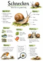 Vorschau - Arbeitsblätter - Lernplakat + Arbeitsblätter zum Thema "Schnecken" + Lösung & MP3 + Mindmap + Infografik - Deckblatt