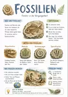 Vorschau - Arbeitsblätter - Lernposter + AB mit Fragen zum Thema "Fossilien" + Lösungsblatt + Infografik - Deckblatt
