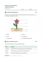 Vorschau - Stundenentwürfe - Biologie: Aufbau einer Blütenpflanze - Klasse 5/6 - Seite 3