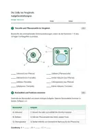 Vorschau - Stundenentwürfe - Biologie: Die Zelle - Vergleich Tier/ Pflanze - Klasse 5/6 - Seite 3
