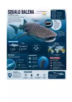 anteprima - Schede informative - Lo squalo balena. Infografica completa - Pagina di copertina