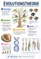 Vorschau - Arbeitsblätter - Lernposter + AB mit Fragen zum Thema "Evolution" + Lösungsblatt + Infografik - Deckblatt