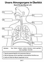 Vorschau - Mal- und Bastelvorlagen - Atmung und Lunge – Mal- und Bastelvorlagen - Seite 3