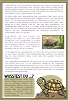 Vorschau - Arbeitsblätter - DIE LANDSCHILDKRÖTE - Haustiercheck - Seite 2