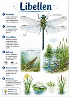 Vorschau - Arbeitsblätter - Lernposter + AB mit Fragen zum Thema "Libellen" + Lösungsblatt + Infografik - Deckblatt