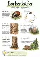 Vorschau - Arbeitsblätter - Lernposter + Arbeitsblatt "Borkenkäfer" + Onlineübung & MP3 + Mindmap + Infografik - Deckblatt
