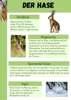 Vorschau - Arbeitsblätter - Feldhase & Wildkaninchen Sachtext & Arbeitsblatt - Seite 1