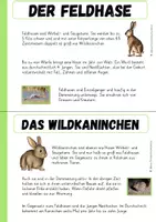 Vorschau - Arbeitsblätter - Feldhase & Wildkaninchen Sachtext & Arbeitsblatt - Seite 2